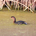 Pied-billed Grebe in Winter