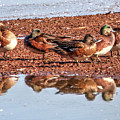 Green-winged Teal